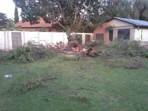 Tree Felling Pretoria - Centurion